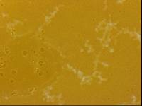 Echiniscoides sigismundi image