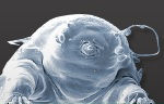 Tardigrade Front View